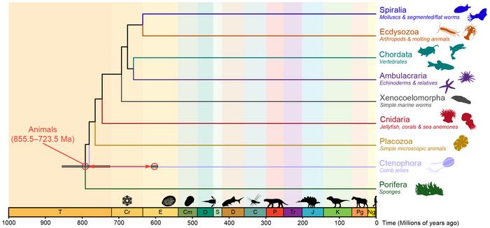 A tree of animal life showing that the first animals might have evolved 800 million years ago. A tree of animal life showing that the first animals might have evolved 800 million years ago.